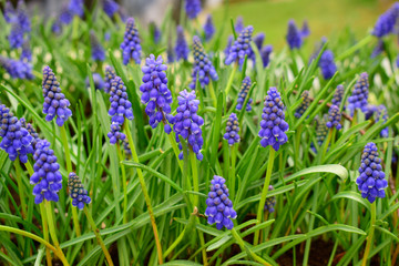 Beautiful of Muscari Armeniacum or Hyacionth blossom with green leaves in the nature garden, beautiful spring flower under sunlight and nature background at spring or summer season.