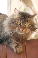 Gato de pelo largo y ojos verdes