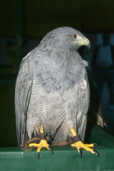 Águila Gris en demostración de cetrería