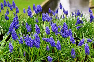 Beautiful of Muscari Armeniacum or Hyacionth blossom with green leaves in the nature garden, beautiful spring flower under sunlight and nature background at spring or summer season.