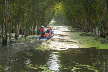 Tourism motorboat in cajuput forest in floating water season in Mekong Delta, Can Tho, Vietnam