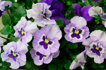 Beautiful of purple blossom or pansy flowers with green leaves under sunlight in the garden on natural background in good weather day at spring or summer season. Nature concept.
