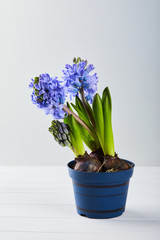 Blooming blue hyacinth flower in a pot on a white wooden background, close up.  