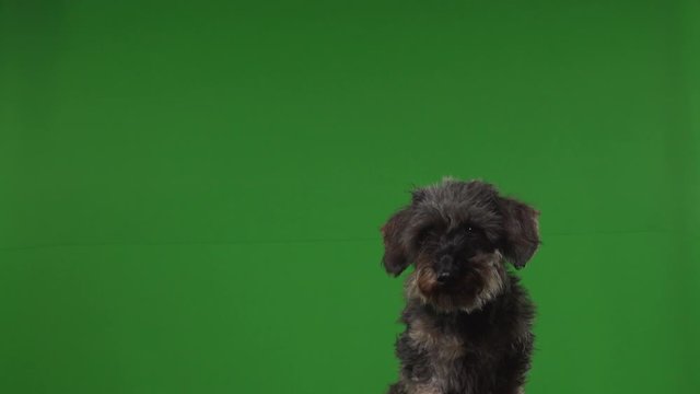 Dog terrier green screen
