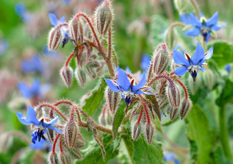 Borretsch (Borago officinalis) Heilpflanze mit blauen Blüten
