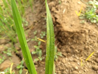 Waterdrop on grass