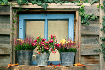 Winterheide in Blumentöpfe am alten Holzfenster