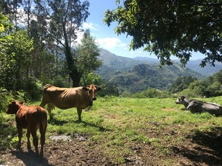 vacas en asturias