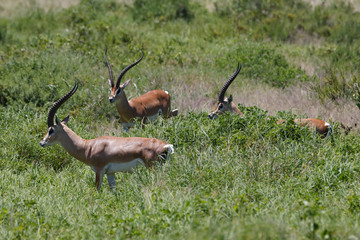 Südliche Grant-Gazellen