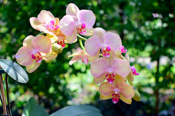 Beautiful of pink yellow orchid flower with blurred green background. Nature concept.