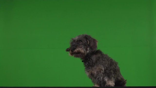 Dog terrier green screen