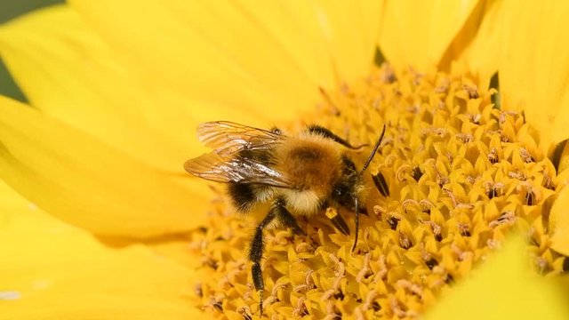 Bee foraging�on a sunflower rocking in the wind. Close up macro footage in slow motion.