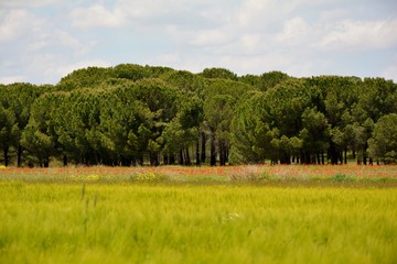 Fototapeta na wymiar trees and poppies in a field