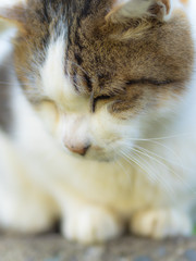 猫 cat 78
