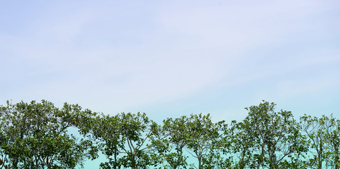 Tip of green tree on blue copy space sky background