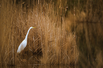 The great egret - Ardea alba in the swamp