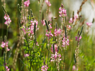 Onobrychis viciifolia - Grappes de petites fleurs sur épis dressé aux pétales en forme de calice couvert de poils blancs