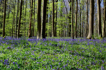 Beautiful of Bluebells flowers or the field of Hyacinthoides non-scripta in sunshine day at spring or summer season.