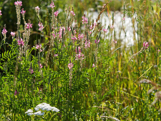 Obraz premium Onobrychis viciifolia - Le sainfoin cultivé, plante légumineuse aux petites fleurs rose pale, lavé de mauve, nervurées de pourpre sur épis dressés nectarifère et mellifère
