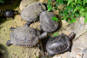Group of turtles stay on the pond with good weather at spring or summer season, look like so happy and relaxing in life. Nature and animal concept. Selective focus.