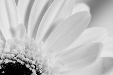  elegant white gerber flower in black and white photos