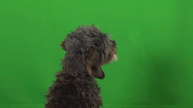 Dog Terrier green screen