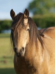 Native Pony Headshot