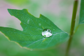  little rain drops on a green leaf on a meadow on a summer day