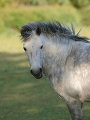 Obraz premium Native Pony Headshot