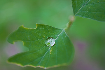  little rain drops on a green leaf on a meadow on a summer day