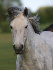 Obraz na płótnie Canvas Native Pony Headshot