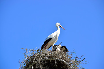 Beautiful white and black stork family standing on the nest with blue sky at spring or summer season. 