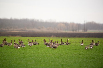 Greater White-fronted goose - Anser albifrons frontalis in the spring sowing