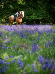 Horse and Rider in Bluebells
