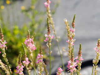 Onobrychis viciifolia - Grappes de petites fleurs sur épis dressé aux pétales en forme de calice couvert de poils blancs