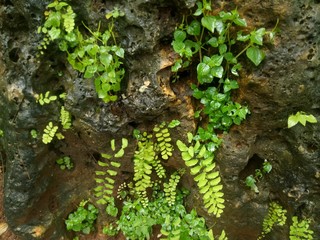 image of weeds live in mountain rocks