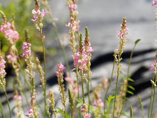 Onobrychis viciifolia - Sainfoin cultivé ou esparcette à feuilles de vesce. Inflorescence rose nervurée de poupre sur tige ramifiée poilue et argentée, feuillage penné et linéaire vert