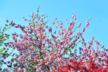 Beautiful of pink flowers cherry blossom or sakura blooming with blue sky background in the garden at spring or summer season.