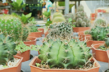 Fototapeta na wymiar Green Cactus Succulent Small Plant Home Garden