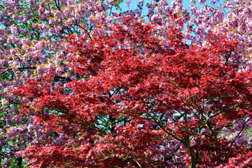Fototapeta na wymiar Beautiful of red maple leaves or japanese maple tree in the garden in sunny day and good weather at spring or summer season. Nature concept. Selective focus.