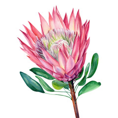 Watercolor protea flower, isolated on white background. Botanical illustration. Hand painted watercolor. 