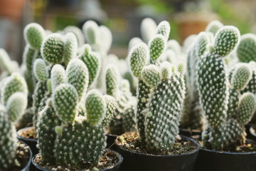 Green Cactus Succulent Small Plant Home Garden