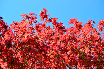 Beautiful of red maple leaves or japanese maple tree in the garden in sunny day and good weather at spring or summer season. Nature concept. Selective focus.