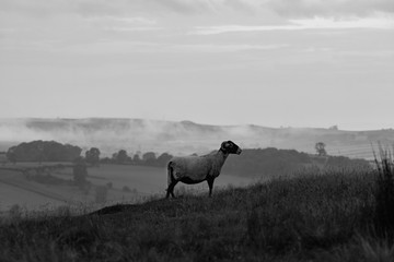 Sheep in mist 