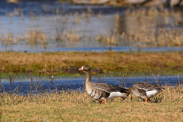 Greater white-fronted goose - Anser albifrons frontalis