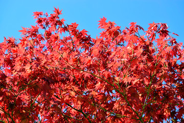 Beautiful of red maple leaves or japanese maple tree in the garden in sunny day and good weather at spring or summer season. Nature concept. Selective focus.