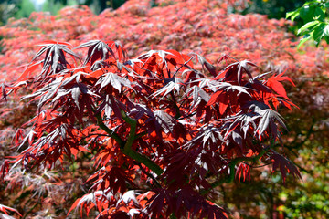 Beautiful of red maple leaves or japanese maple tree in the garden in sunny day and good weather at spring or summer season. Nature concept. Selective focus.