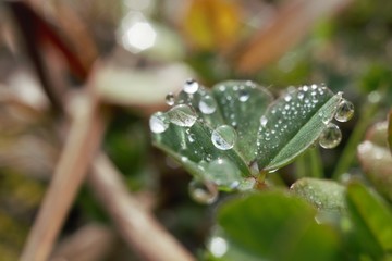 morning dew