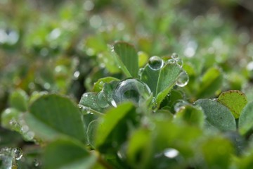 morning dew
