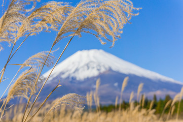 ススキと富士山